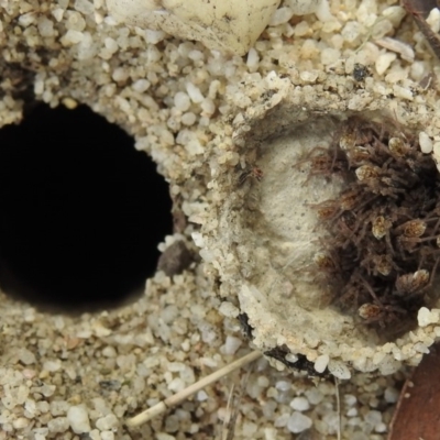 Lycosidae (family) (Wolf spider) at Penrose, NSW - 12 Mar 2020 by GlossyGal