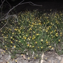 Calotis lappulacea (Yellow Burr Daisy) at Stirling Park - 29 Feb 2020 by michaelb