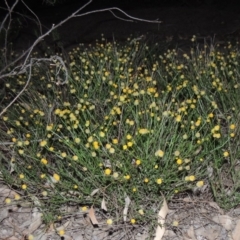 Calotis lappulacea (Yellow Burr Daisy) at Yarralumla, ACT - 29 Feb 2020 by MichaelBedingfield