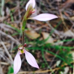 Eriochilus cucullatus (Parson's Bands) at Hackett, ACT - 12 Mar 2020 by RWPurdie