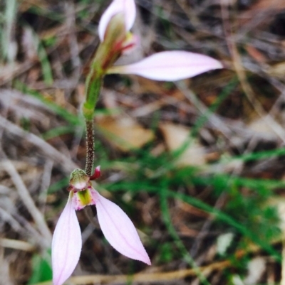 Eriochilus cucullatus (Parson's Bands) at Hackett, ACT - 12 Mar 2020 by RWPurdie