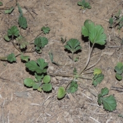 Erodium crinitum (Native Crowfoot) at Yarralumla, ACT - 29 Feb 2020 by MichaelBedingfield