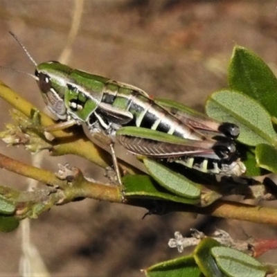 Kosciuscola cognatus (A grasshopper) at Cotter River, ACT - 13 Mar 2020 by JohnBundock