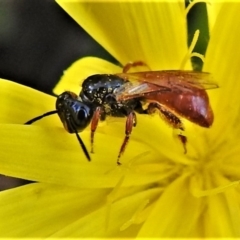 Exoneura sp. (genus) (A reed bee) at Cotter River, ACT - 13 Mar 2020 by JohnBundock