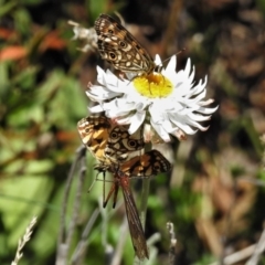 Oreixenica orichora (Spotted Alpine Xenica) at Namadgi National Park - 13 Mar 2020 by JohnBundock