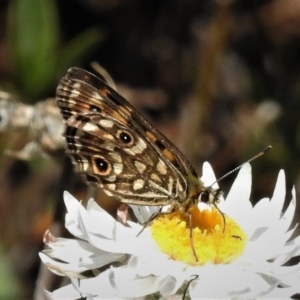 Oreixenica orichora at Cotter River, ACT - 13 Mar 2020