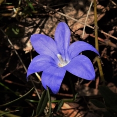 Wahlenbergia gloriosa (Royal Bluebell) at Cotter River, ACT - 13 Mar 2020 by JohnBundock