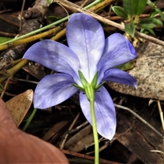 Wahlenbergia gloriosa at Cotter River, ACT - 13 Mar 2020