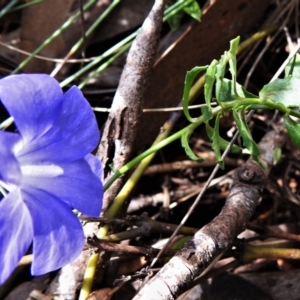 Wahlenbergia gloriosa at Cotter River, ACT - 13 Mar 2020