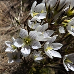 Gentianella muelleriana subsp. jingerensis (Mueller's Snow-gentian) at Cotter River, ACT - 13 Mar 2020 by JohnBundock