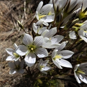 Gentianella muelleriana subsp. jingerensis at Cotter River, ACT - suppressed