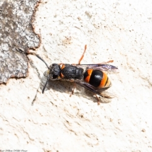 Paralastor sp. (genus) at Acton, ACT - 13 Mar 2020