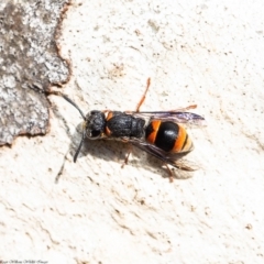 Paralastor sp. (genus) (Potter Wasp) at Acton, ACT - 12 Mar 2020 by Roger