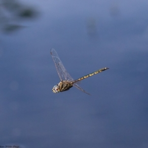 Hemicordulia tau at Molonglo River Reserve - 13 Mar 2020 02:12 PM