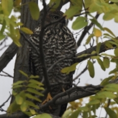 Accipiter fasciatus (Brown Goshawk) at Wingecarribee Local Government Area - 13 Mar 2020 by GlossyGal