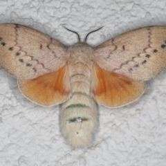 Entometa undescribed species nr fervens (Common Gum Snout Moth) at Ainslie, ACT - 13 Mar 2020 by jbromilow50