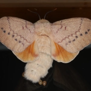 Entometa undescribed species nr fervens at Ainslie, ACT - 13 Mar 2020