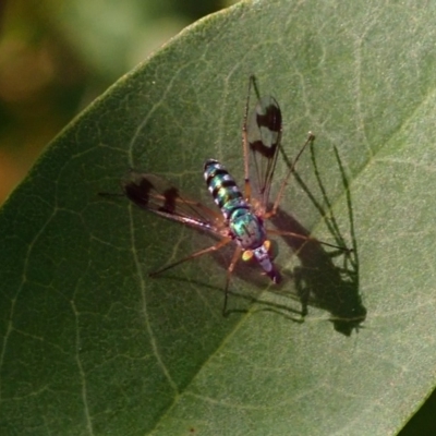 Austrosciapus sp. (genus) (Long-legged fly) at Lake Burley Griffin West - 13 Mar 2020 by jbromilow50