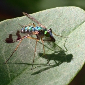 Austrosciapus sp. (genus) at Acton, ACT - 13 Mar 2020