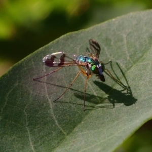 Austrosciapus sp. (genus) at Acton, ACT - 13 Mar 2020