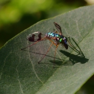 Austrosciapus sp. (genus) at Acton, ACT - 13 Mar 2020