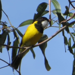 Pachycephala pectoralis at Cotter River, ACT - 13 Mar 2020