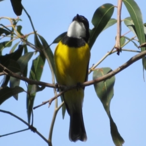 Pachycephala pectoralis at Cotter River, ACT - 13 Mar 2020