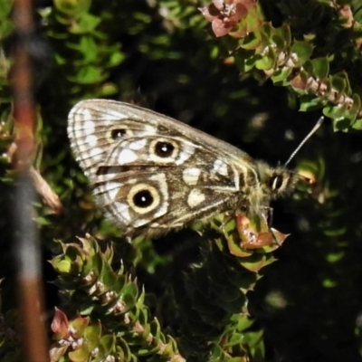 Oreixenica latialis (Small Alpine Xenica) at Namadgi National Park - 13 Mar 2020 by JohnBundock