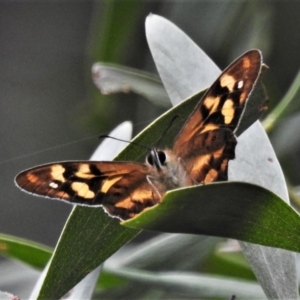 Heteronympha banksii at Cotter River, ACT - suppressed