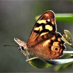 Heteronympha banksii at Cotter River, ACT - suppressed