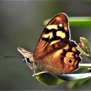 Heteronympha banksii at Cotter River, ACT - 13 Mar 2020