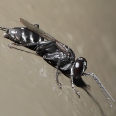 Crabroninae (subfamily) (Unidentified solitary wasp) at ANBG - 12 Mar 2020 by TimL