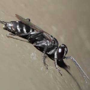 Crabroninae (subfamily) at Acton, ACT - 12 Mar 2020 12:11 PM