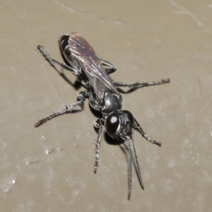 Crabroninae (subfamily) at Acton, ACT - 12 Mar 2020 12:11 PM