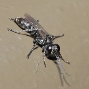 Crabroninae (subfamily) at Acton, ACT - 12 Mar 2020 12:11 PM