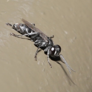 Crabroninae (subfamily) at Acton, ACT - 12 Mar 2020 12:11 PM