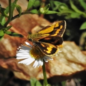 Ocybadistes walkeri at Wanniassa, ACT - 14 Mar 2020