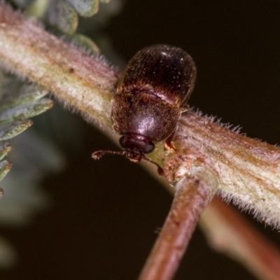 Nitidulidae sp. (family) (Sap beetle) at Bruce Ridge to Gossan Hill - 23 Nov 2013 by Bron