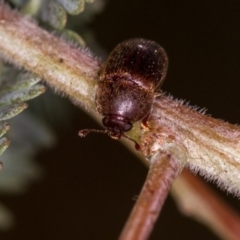 Nitidulidae sp. (family) (Sap beetle) at Bruce Ridge - 23 Nov 2013 by Bron