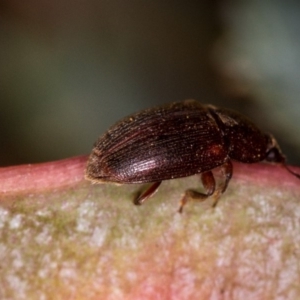 Nitidulidae sp. (family) at Bruce, ACT - 23 Nov 2013