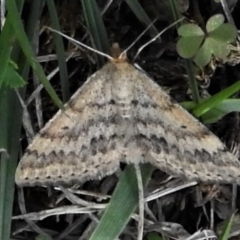 Scopula rubraria (Reddish Wave, Plantain Moth) at Cotter River, ACT - 13 Mar 2020 by JohnBundock