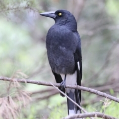 Strepera graculina (Pied Currawong) at Jerrabomberra Wetlands - 13 Mar 2020 by jbromilow50