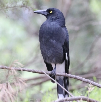 Strepera graculina (Pied Currawong) at Jerrabomberra Wetlands - 13 Mar 2020 by jbromilow50