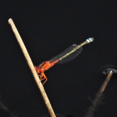 Xanthagrion erythroneurum (Red & Blue Damsel) at Forde, ACT - 12 Mar 2020 by JohnBundock