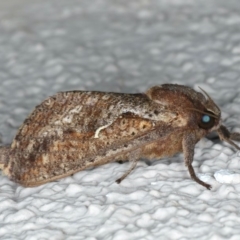 Elhamma australasiae (A Swift or Ghost moth (Hepialidae)) at Ainslie, ACT - 13 Mar 2020 by jbromilow50