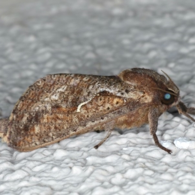 Elhamma australasiae (A Swift or Ghost moth (Hepialidae)) at Ainslie, ACT - 13 Mar 2020 by jbromilow50