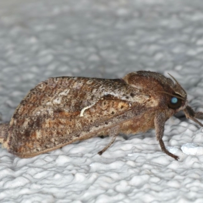 Elhamma australasiae (A Swift or Ghost moth (Hepialidae)) at Ainslie, ACT - 13 Mar 2020 by jb2602