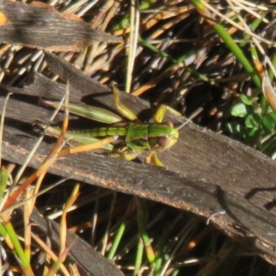 Kosciuscola cognatus (A grasshopper) at Namadgi National Park - 12 Mar 2020 by Christine