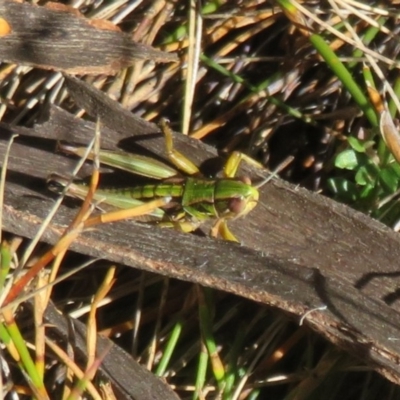 Kosciuscola cognatus (A grasshopper) at Cotter River, ACT - 13 Mar 2020 by Christine