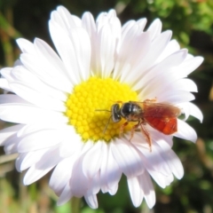 Exoneura sp. (genus) (A reed bee) at Cotter River, ACT - 13 Mar 2020 by Christine